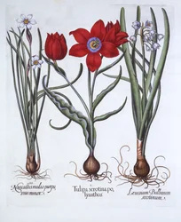 Tulpe, Frühlings-Schneeflocke und Narzisse, aus Hortus Eystettensis, von Basil Besler, veröffentlicht 1613